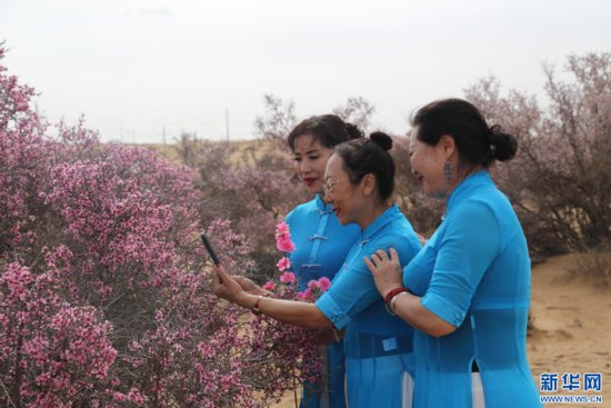内蒙古阿拉善：大漠桃花游客来