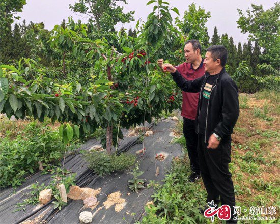 青岛即墨：党建引领大樱桃产业 蹚出富民强村的乡村振兴新路子