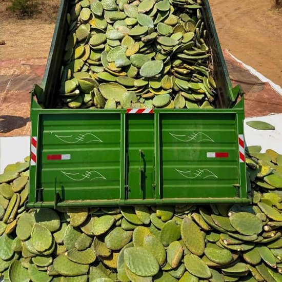 墨西哥企业家为提倡环保 将<em>仙人</em>掌制成植物皮革