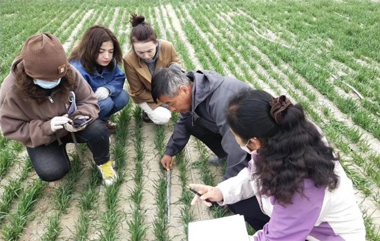 新疆焉耆：聚焦特色产业优势 加速现代农业发展