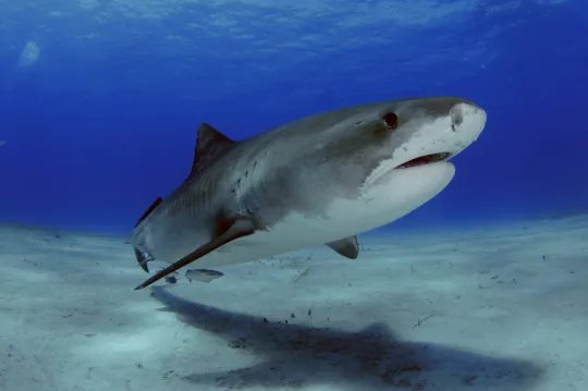 美国10岁男孩参加探险项目遭鲨鱼袭击 右腿被咬伤