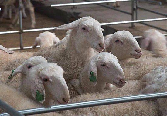 打算2021年养羊，<em>什么时候</em>买羊最<em>合适</em>？