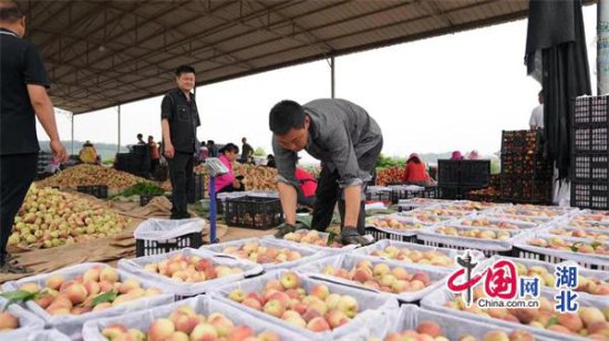 宜城市板桥店镇：林果产业升级 农户增产增收