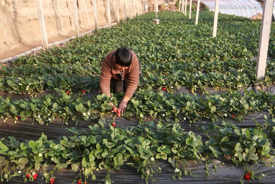 新疆和硕：大棚草莓抢“鲜”上市