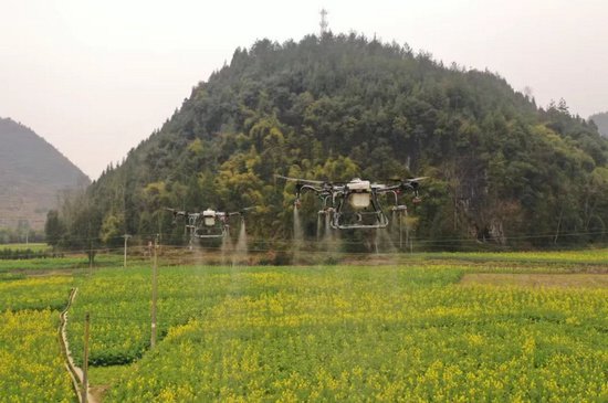 贵州铜仁：无人机飞防作业 管护油菜效率高