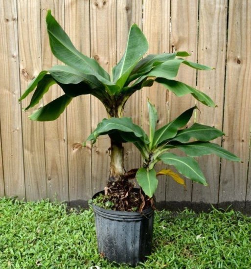 适合<em>盆栽</em>的两种矮香蕉品种，<em>北方</em>花友将它养成室内观叶植物