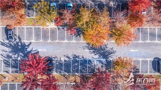 上海辰山植物园打造“最美生态停车场” 渐变色叶惊艳深秋
