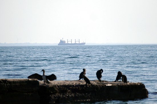 黑海粮食协议续约难 “中国方案”提供新选择