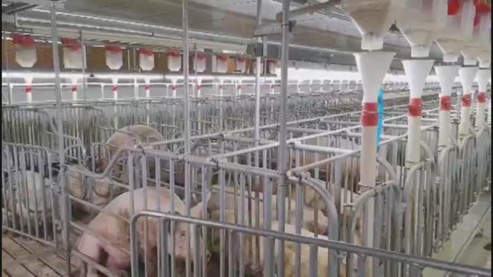 贵州<em>六枝特区</em>：年产15万头子猪养殖项目成功投产