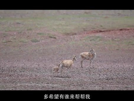 可可西里300多只藏羚羊重回<em>自然</em> 听听一个小藏羚羊<em>的心声</em>