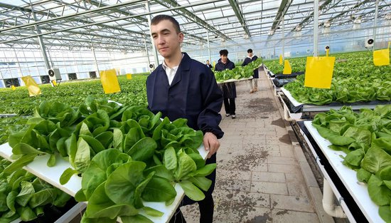 新疆察布查尔县：智能“玻璃房”绿叶菜月销售40万吨