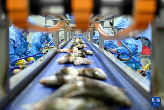 安徽黄山：臭鳜鱼产业助推经济发展