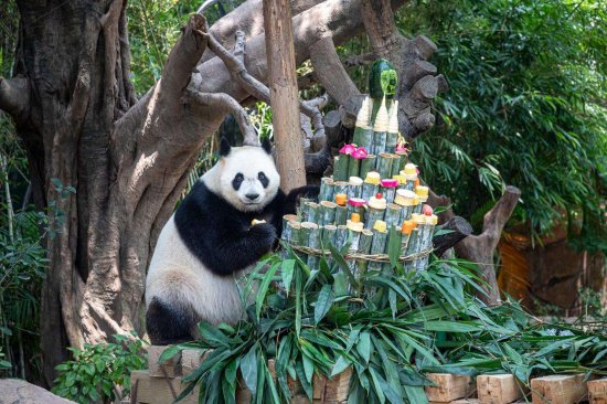 全球唯一存活大熊猫三胞胎“萌帅酷”8岁了