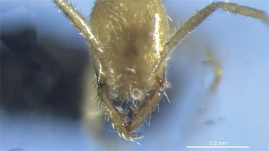 科学家在澳大利亚发现<em>蚂蚁</em>新物种<em> 外形</em>酷似伏地魔