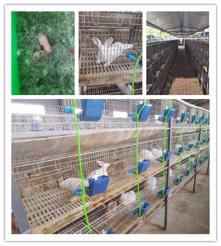 <em>忻州市</em>附近<em>哪里</em>有种兔养殖场