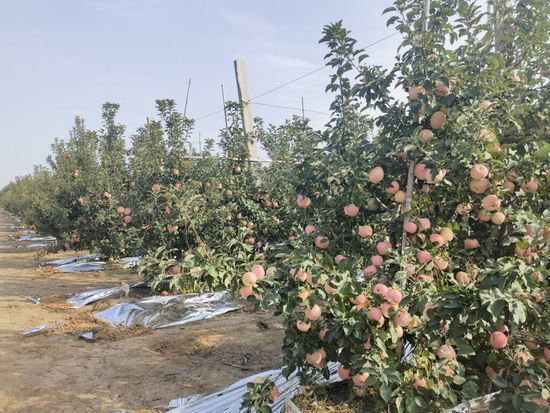 山东潍坊：盐碱地上长出丰收致富“金果子”