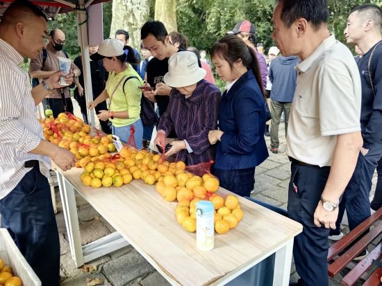 上海：本地<em>柑橘</em>进公园推介开启 民众品尝秋日甜蜜