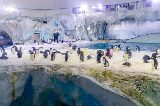 长隆<em>海洋王国</em>迎来南极新成员 —— 珍稀南极帽带企鹅新生首展