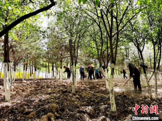 种树，竟缺土？青海西宁书写绿化“奇迹”改善人居环境
