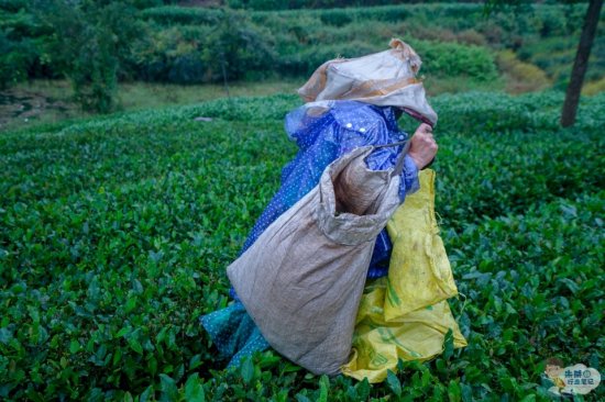 世界上唯一单片生叶制成的无芽无梗的<em>茶叶 名字</em>特别 更是茶中精品