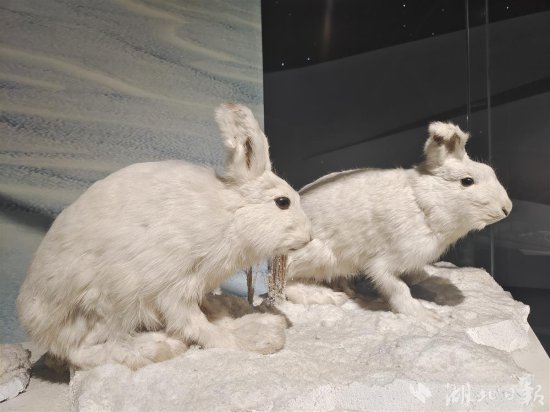 兔年春节，到武汉自然博物馆看<em>可爱</em>的“<em>兔兔</em>”标本