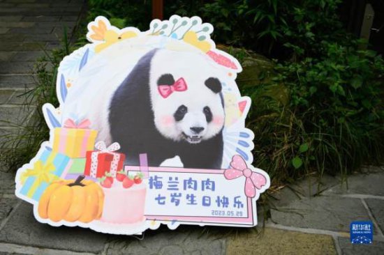 大熊猫梅兰迎来7岁生日