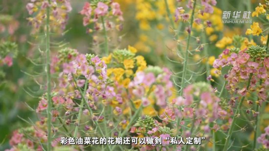 Vlog｜“花痴”博士为你“私人定制”70种颜色的油菜花海