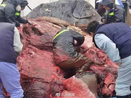 独家 | 渤海海域首次发现的死亡抹香鲸，已开始塑化保存