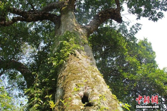 湖南嘉禾县发现三百岁山牡荆古树