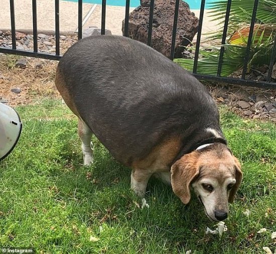 美国<em>比格犬</em>重达80斤，被收养后主人陪着减肥三年，重现闪电般的...
