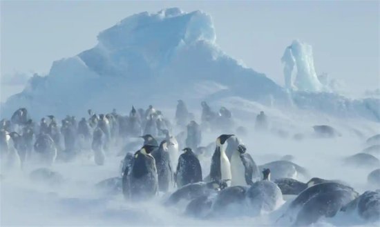 美国将帝<em>企鹅</em>列为濒危物种，因担心海冰融化致其灭绝