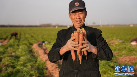 河南南乐：胡萝卜喜迎丰收年