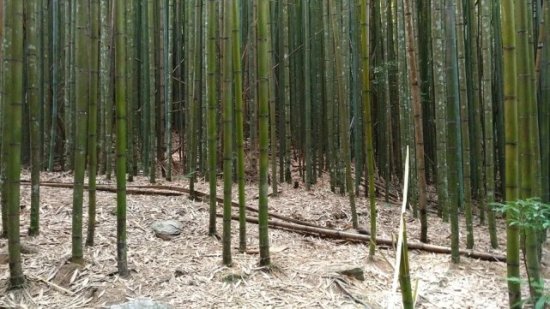 传统竹材要如何走好转型的路？
