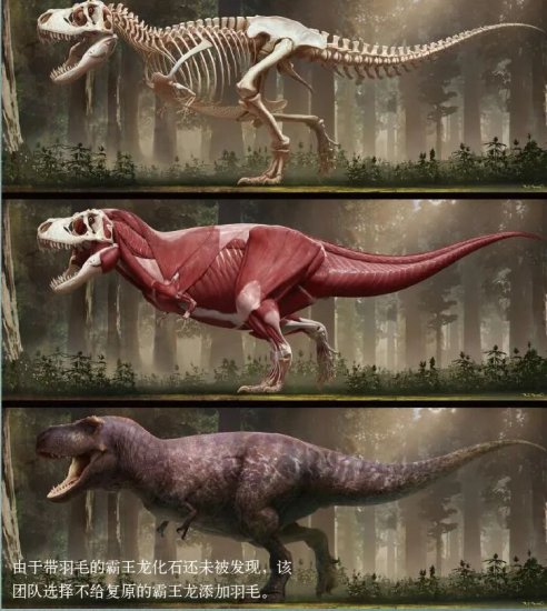 恐龙的模样在“进化”