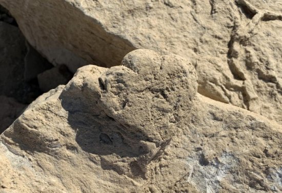 古生物学家发现一个<em>跟猫</em>相当大小的恐龙足迹