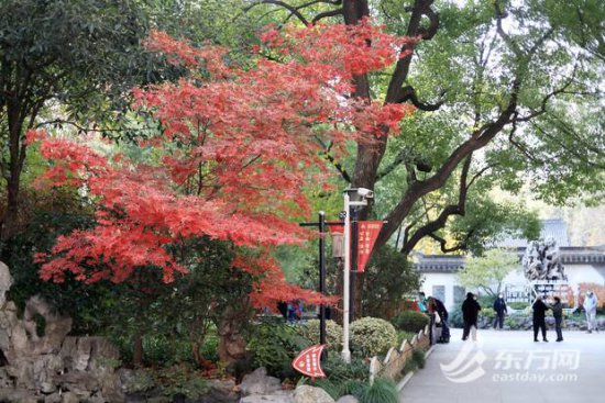 初冬枫景独好 上海的枫叶进入最佳观赏期