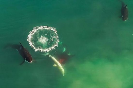 南非无人机首次拍摄到的场面：一只大白鲨<em>被</em>一群虎鲸撕成碎片