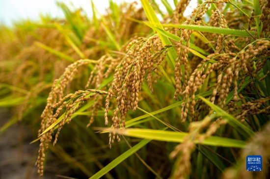 9月8日，收割机<em>在测</em>产现场收割“楚粳54号”水稻。