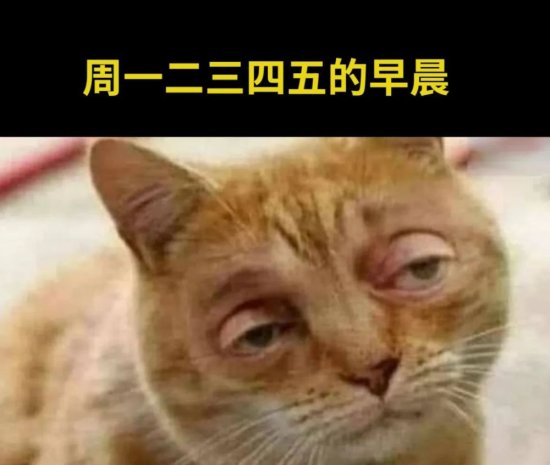 28张<em>爆笑</em>猫咪meme图，<em>笑死人不偿命</em>！！！