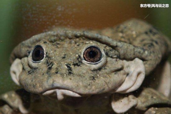 水阴囊蛙: 一个让人<em>难以忘记名字</em>和脸的奇特青蛙