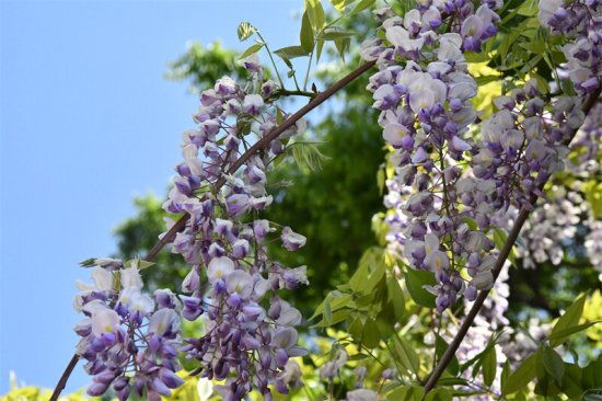 宣威市紫藤花开如流瀑