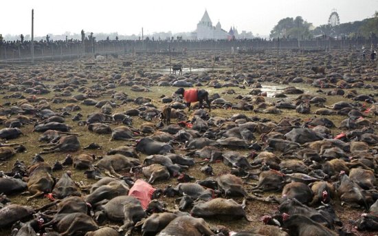 尼泊尔女神节献祭活动宰杀数十万只动物