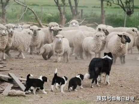 4只<em>牧羊犬</em>护送上万头羊回笼，这场面太壮观了，天生的领导者！