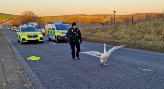 暖心一刻：国外一名警察公路上营救被困小天鹅