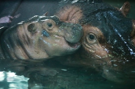 功勋妈妈“小东西”诞下第六胎 上海动物园为新生小河马征名