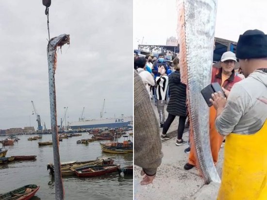 智利渔民捕获5米长皇带鱼 被认为是灾难的预兆