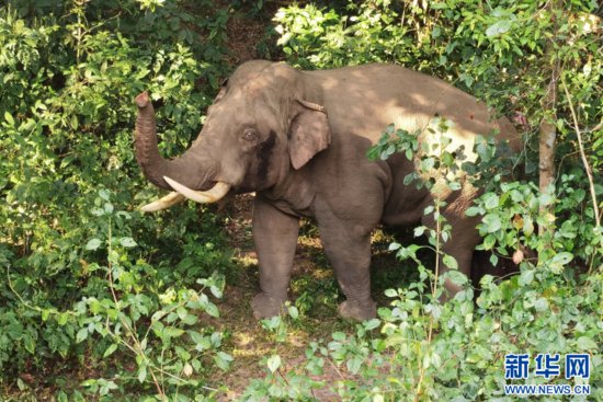 【全国科普行动日】亚洲象观测员的Vlog之野象来了