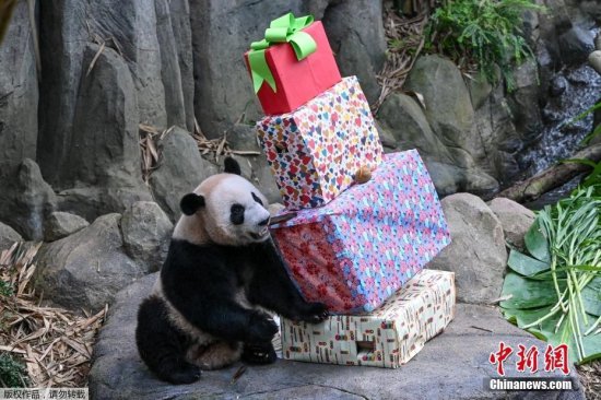 新加坡为大熊猫叻叻<em>庆祝生日</em> 礼物堆成“小山”