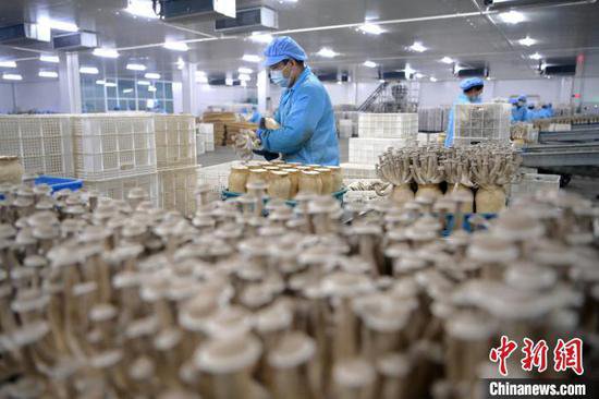 甘肃张掖：戈壁滩“小菌菇”成就“大产业”