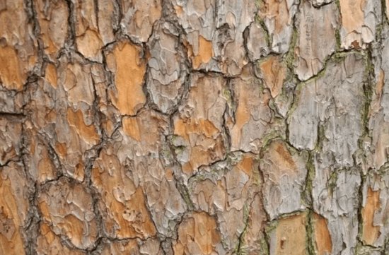 为什么<em>松树的</em>皮会裂开，有什么作用？